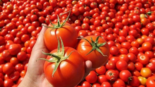 İstanbul’un enflasyon kurbanı “domates” oldu